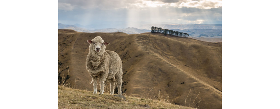 Τι είναι το Merino Wool? Πόσο ανεβαίνει η ζήτηση του καθώς ο κόσμος το γνωρίζει?